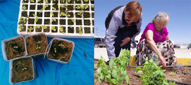 Instalacion de unidades bio intensivas de alimentos organicos